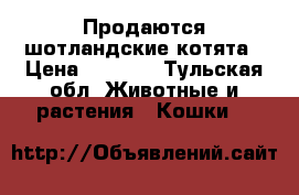 Продаются шотландские котята › Цена ­ 2 500 - Тульская обл. Животные и растения » Кошки   